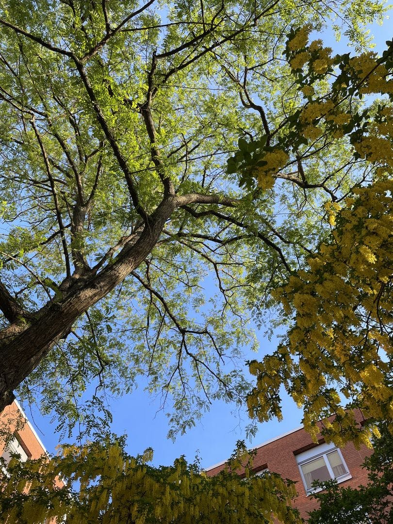 Trädens roll som temperaturreglerare